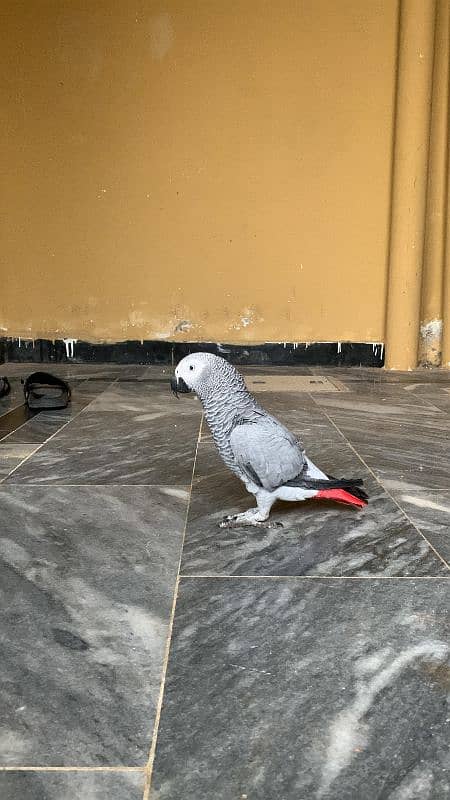 African grey parrot 03262134833 1