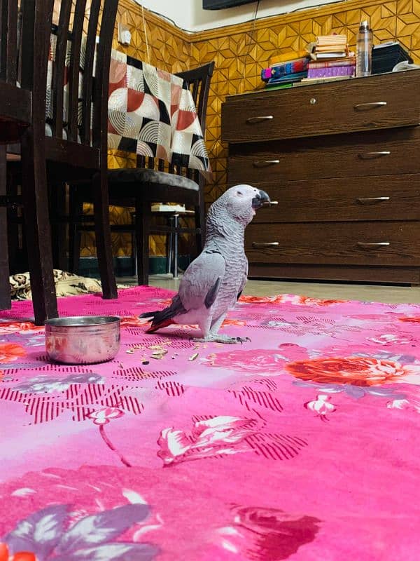 African grey parrot 03262134833 3