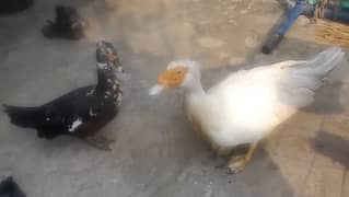 muscovy duck pair 0