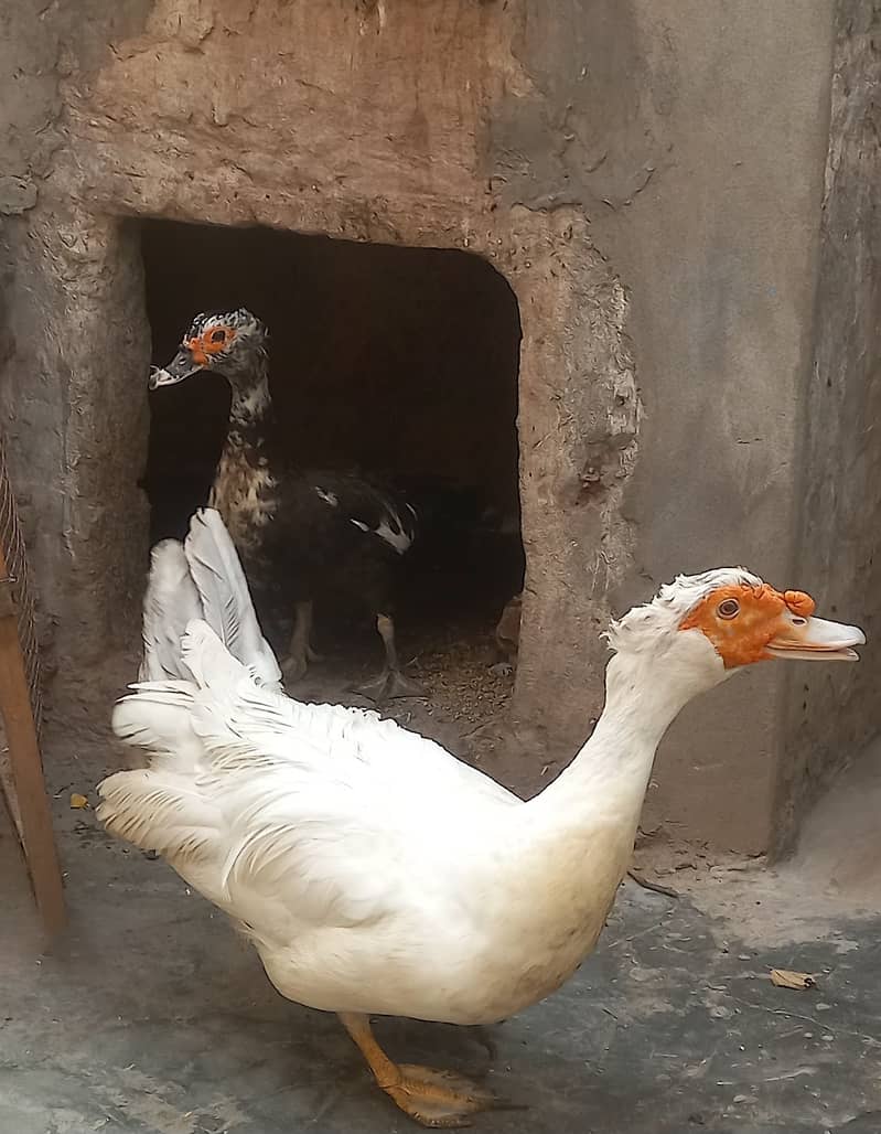 muscovy duck pair 1