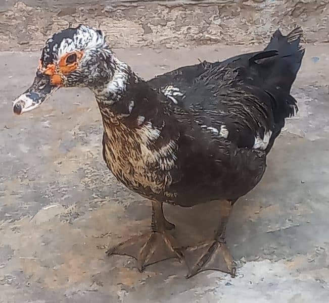 muscovy duck pair 2