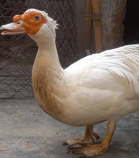 muscovy duck pair 3