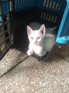 pure white one yellow and blue eye persian cat