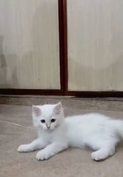 white persion cat