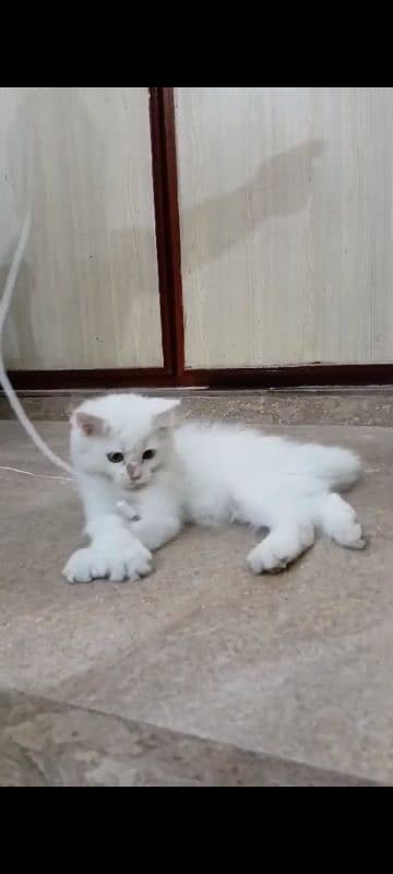 white persion cat 1