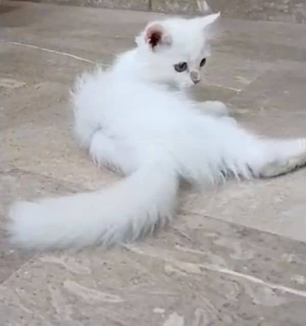 white persion cat 2