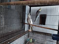 2 pec Cockatiel 1 pec albino 4pes green fishery 5pec Austlan and Cage