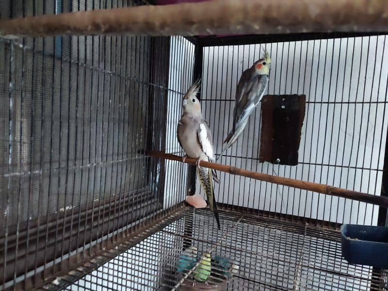 Total 12pce birds and cage urgently sale 0305830122 0