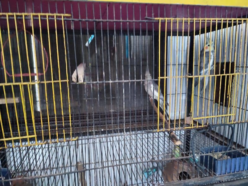 Total 12pce birds and cage urgently sale 0305830122 1