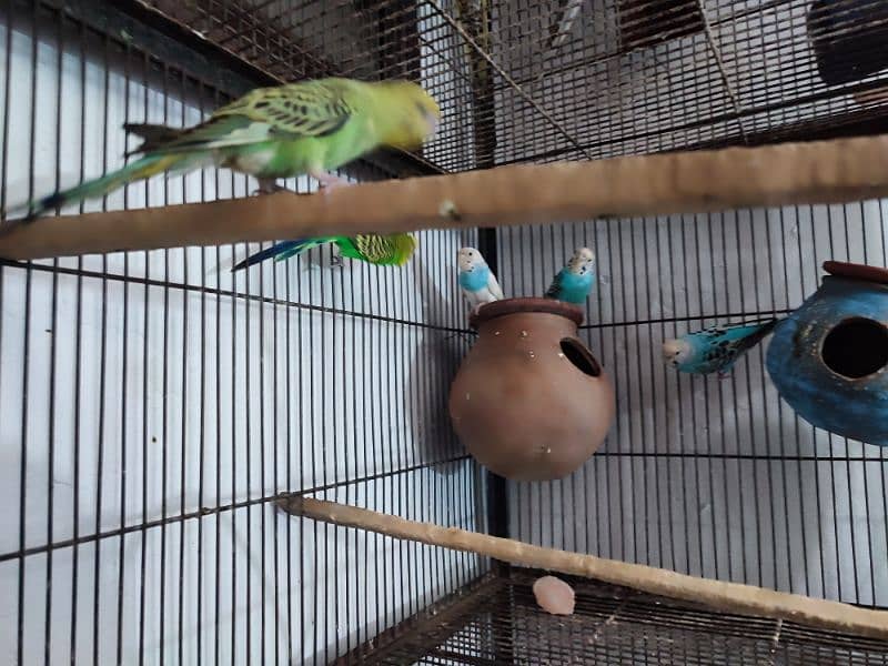 Total 12pce birds and cage urgently sale 0305830122 3