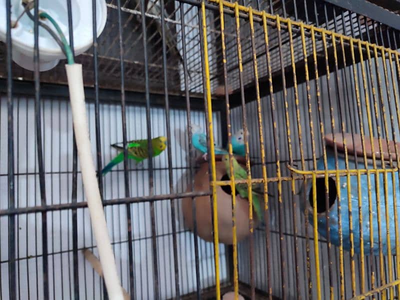 Total 12pce birds and cage urgently sale 0305830122 4