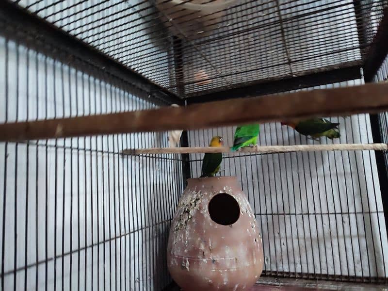 Total 12pce birds and cage urgently sale 0305830122 5