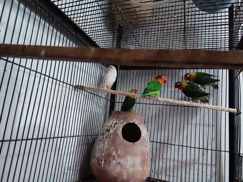 Total 12pce birds and cage urgently sale 0305830122 6