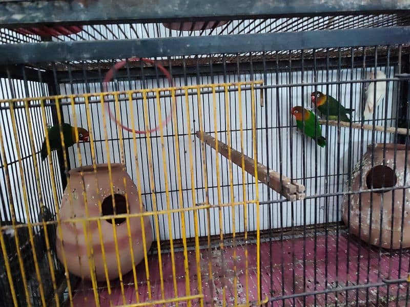 Total 12pce birds and cage urgently sale 0305830122 7