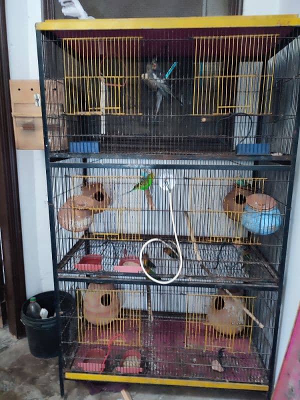 Total 12pce birds and cage urgently sale 0305830122 9