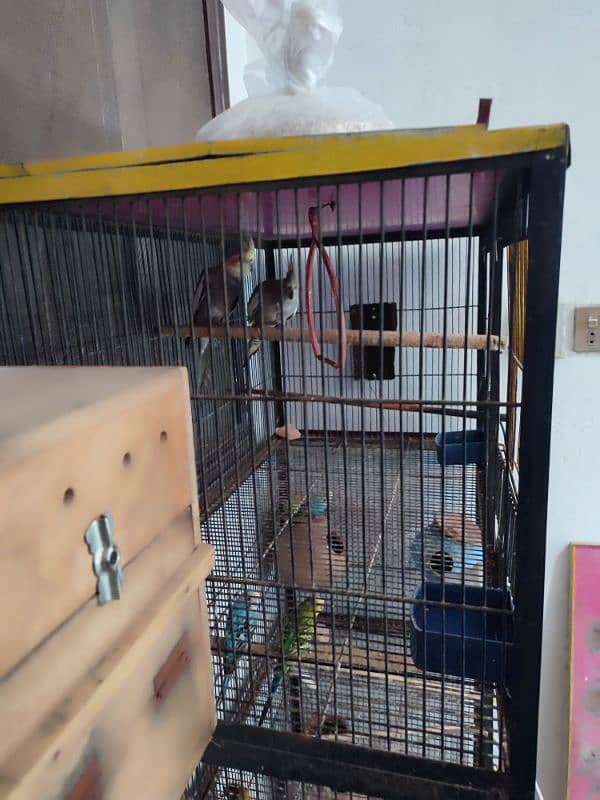 Total 12pce birds and cage urgently sale 0305830122 11