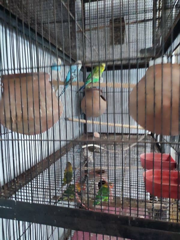 Total 12pce birds and cage urgently sale 0305830122 12