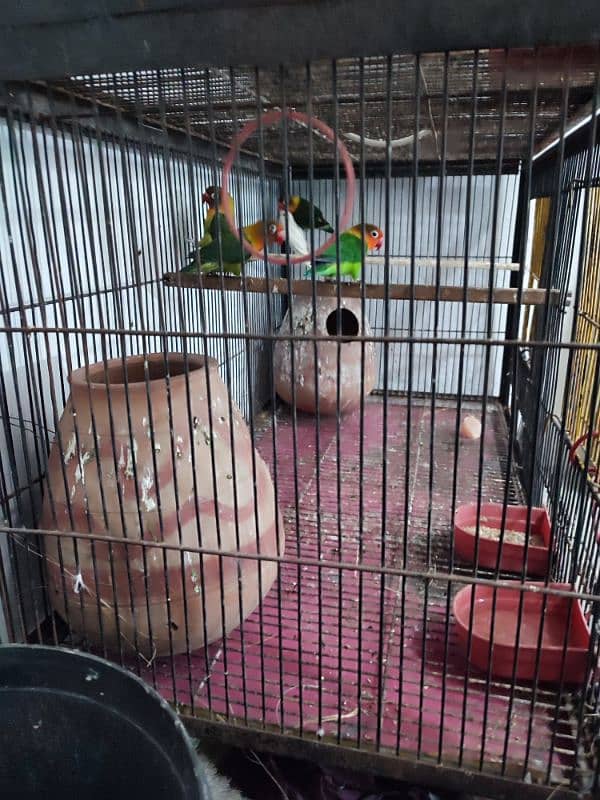 Total 12pce birds and cage urgently sale 0305830122 13