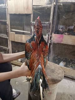 home breed mianvali bird