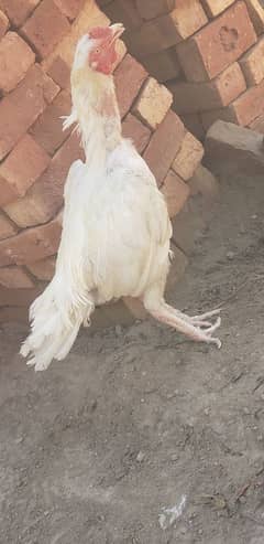 white morga or 3 female 03269189860