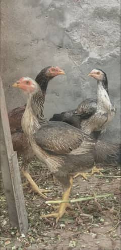 white morga or 3 female 03269189860