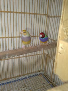 Gouldian Breeder Pair 0