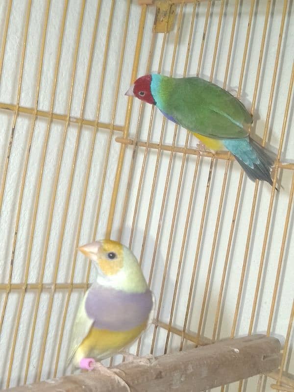 Gouldian Breeder Pair 1