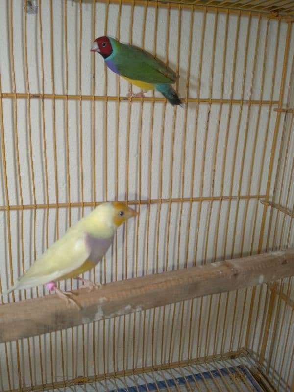 Gouldian Breeder Pair 2