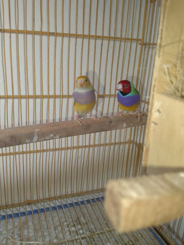 Gouldian Breeder Pair 3