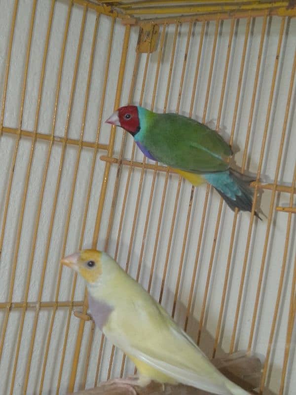 Gouldian Breeder Pair 4