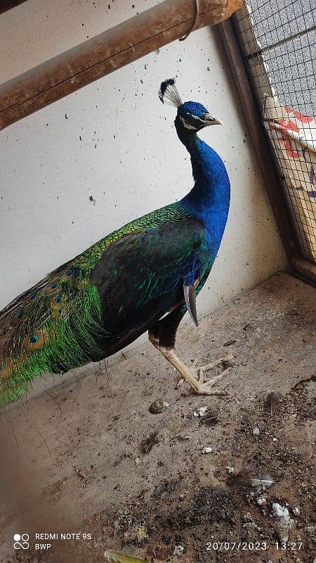 03 months 06 months 18 months. peacocks r available.  cargo possible 5