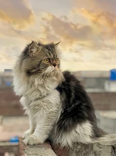 Persian Male Cat