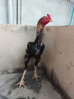 aseel patha/2.6kg/hen/murgh/murgha/madi/murghi/cage/