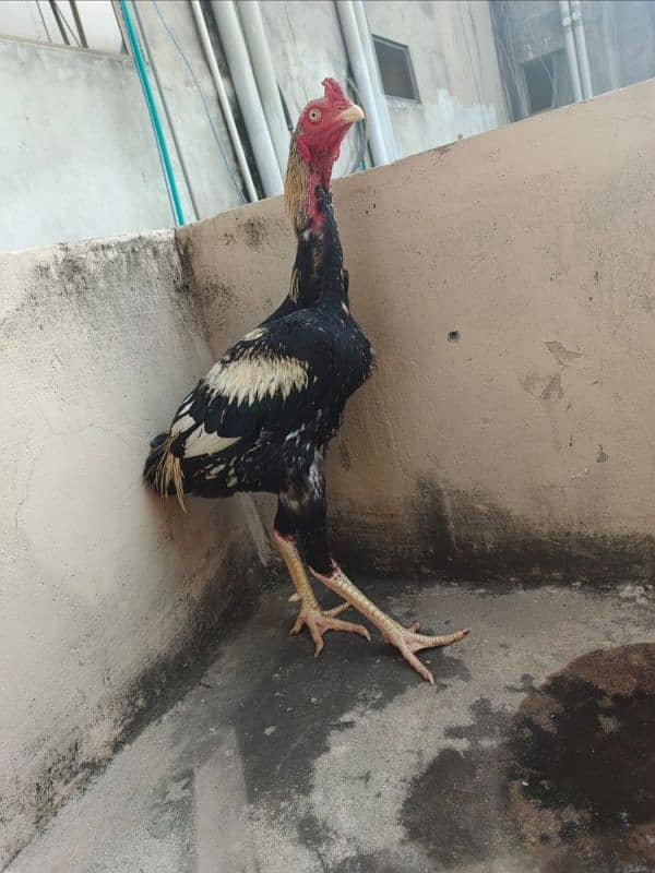 aseel patha/hen/murgh/murgha/madi/murghi/cage/ 5