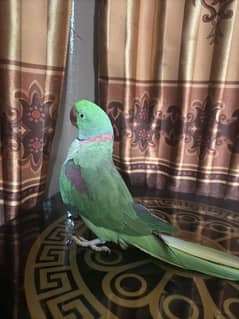 Raw parrot for sale 0