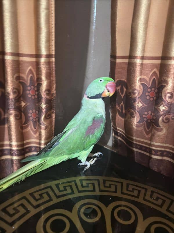 Raw parrot for sale 1