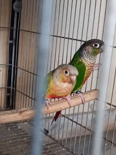 pinapple conure breeder pair parrots/birds