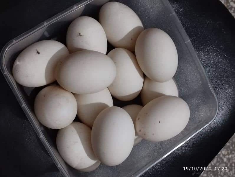 fertilize duck eggs available 0