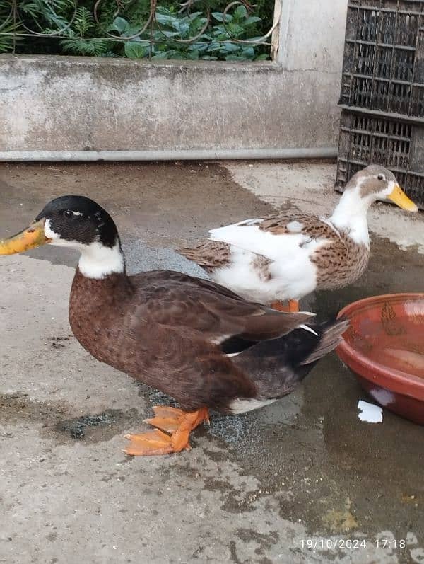 fertilize duck eggs available 1