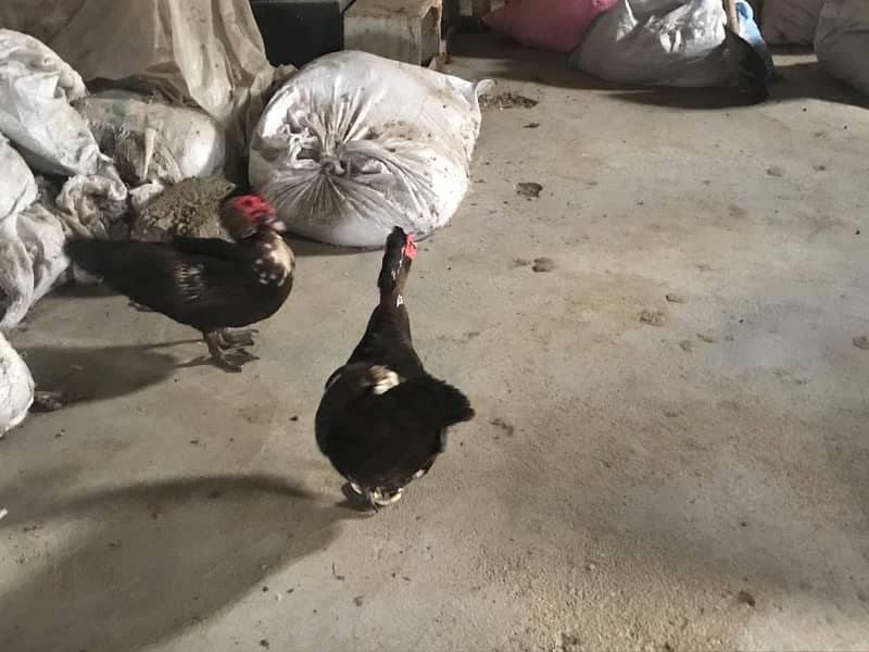 Muscovy ducks male 2