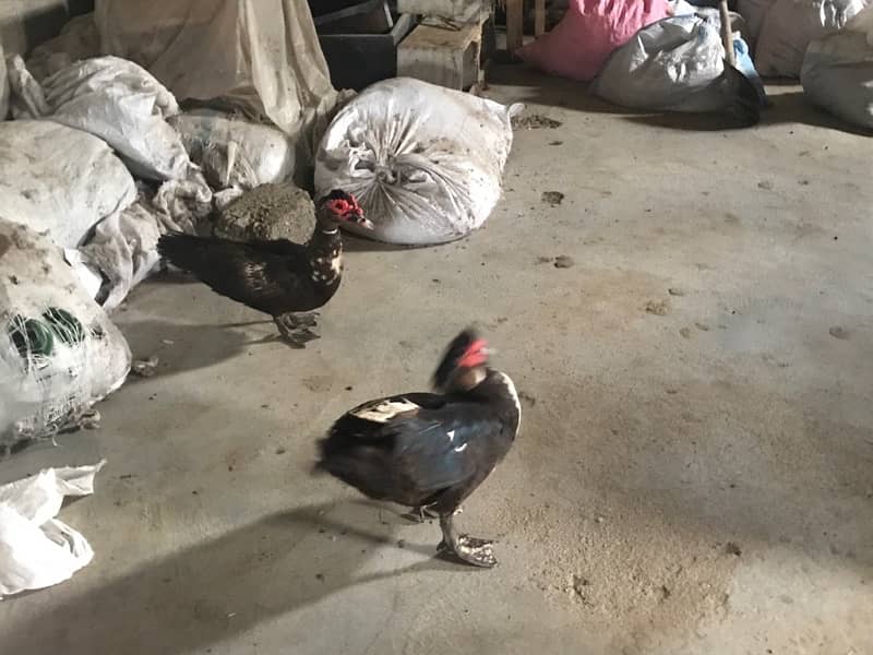 Muscovy ducks male 4