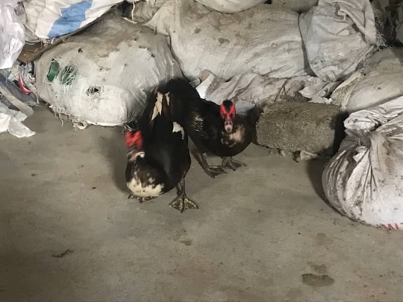 Muscovy ducks male 5