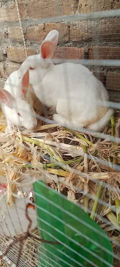 New Zealand white rabbits breeding pair