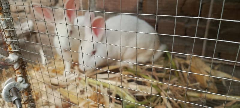 New Zealand white rabbits breeding pair 1