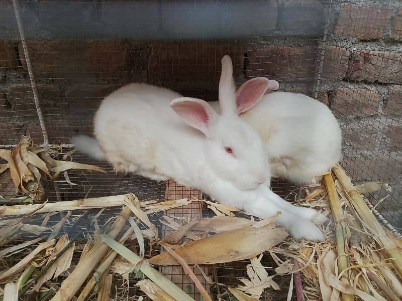 New Zealand white rabbits breeding pair 2