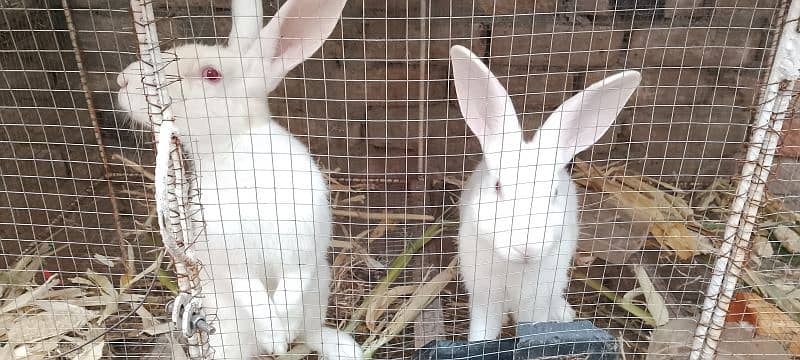 New Zealand white rabbits breeding pair 3