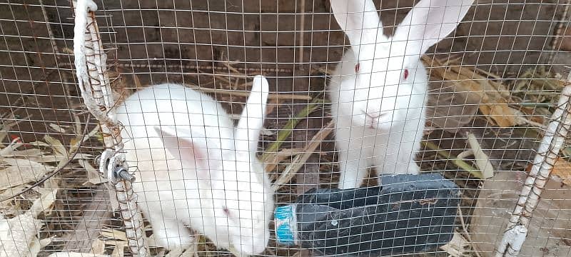 New Zealand white rabbits breeding pair 4