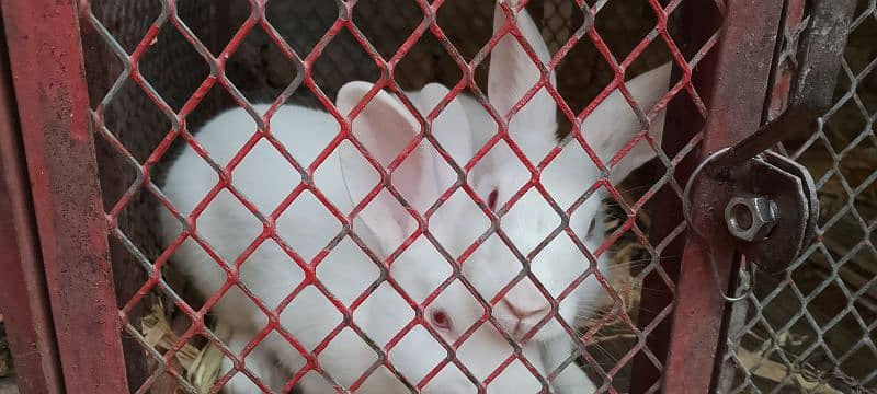 New Zealand white rabbits breeding pair 5