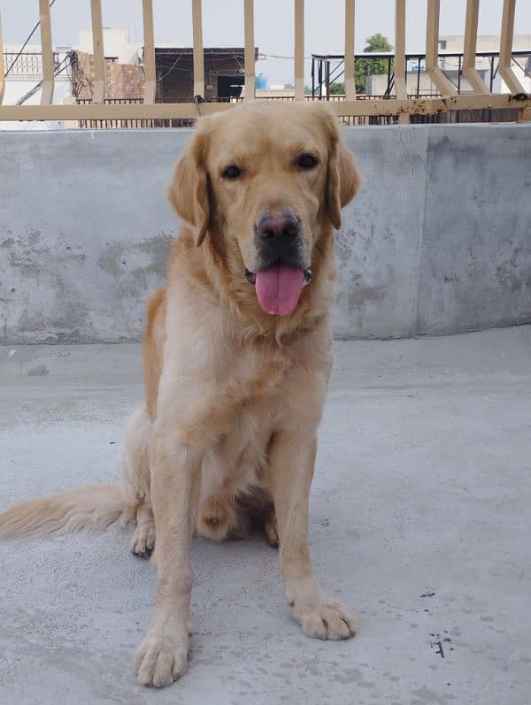 Golden retriever 13 months male 0