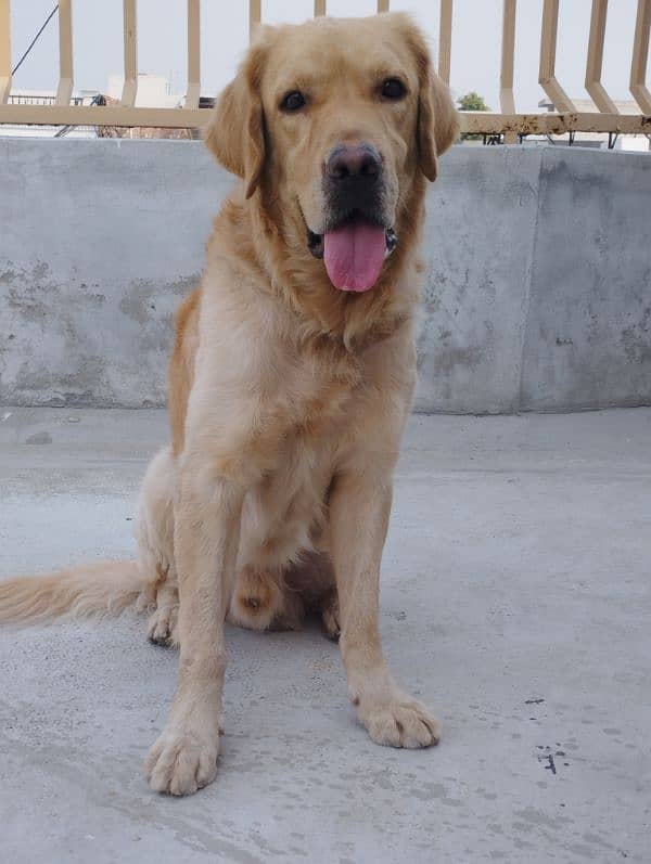 Golden retriever 13 months male 1